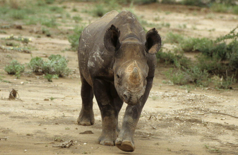 Black rhino at Safari Lodge
