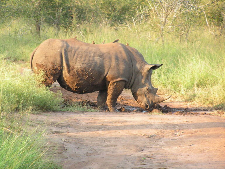 Eswatini 2005 white rhino