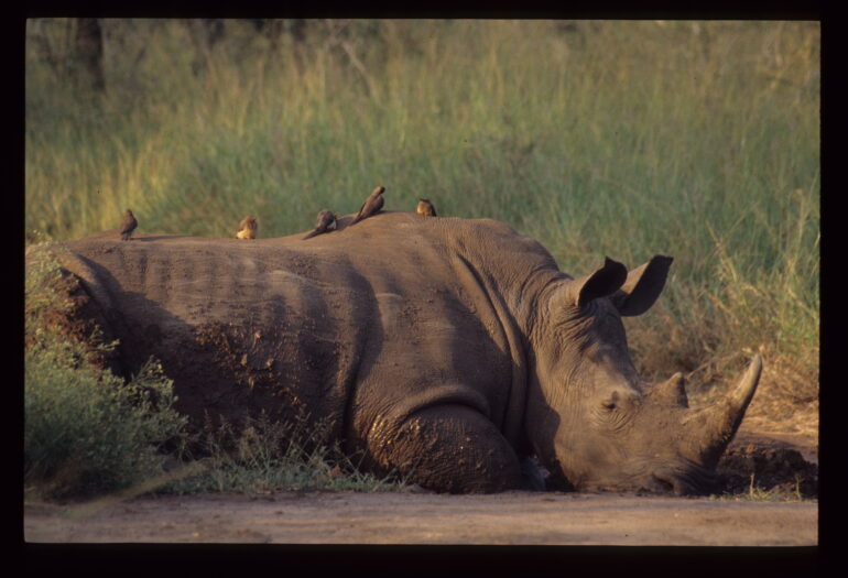 Hlane 2005 rhino with oxpeckers
