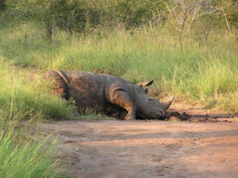 Swaziland 2005 white rhino