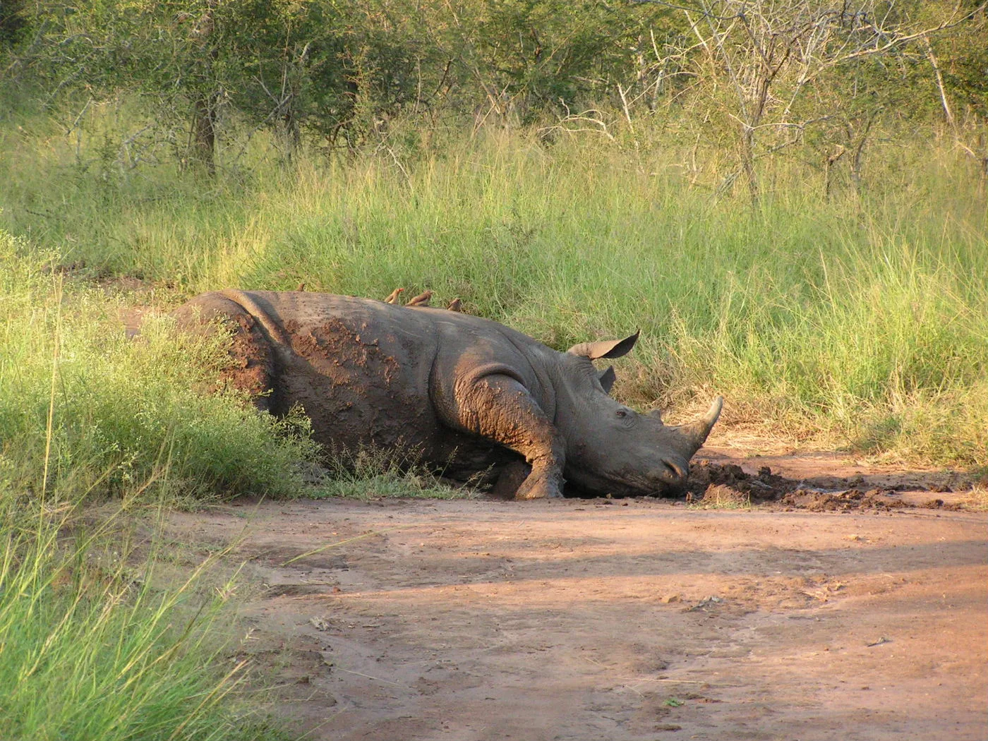Swaziland 2005 white rhino