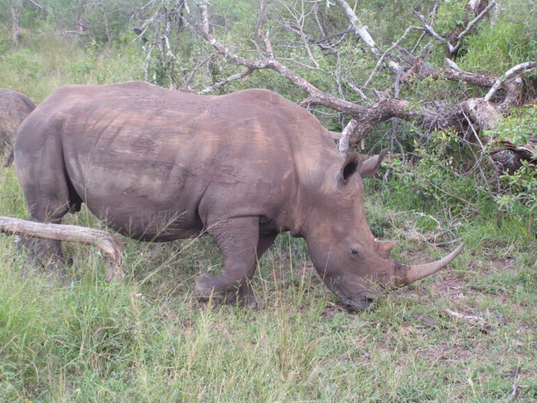 Mkhaya 2005 white rhino
