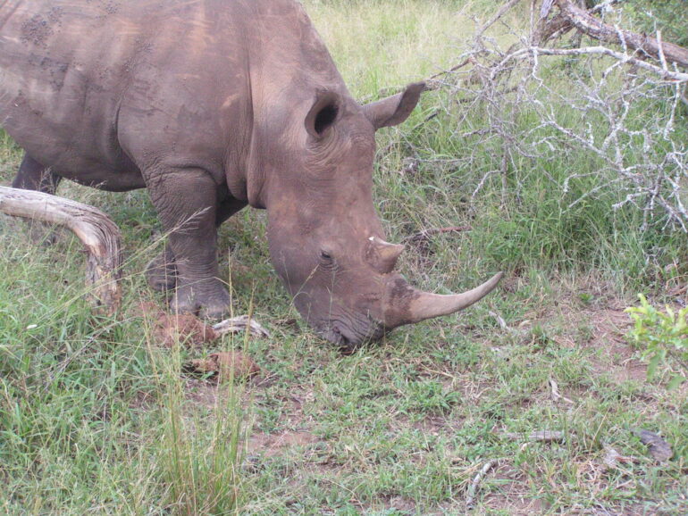 Mkhaya 2005 rhino head