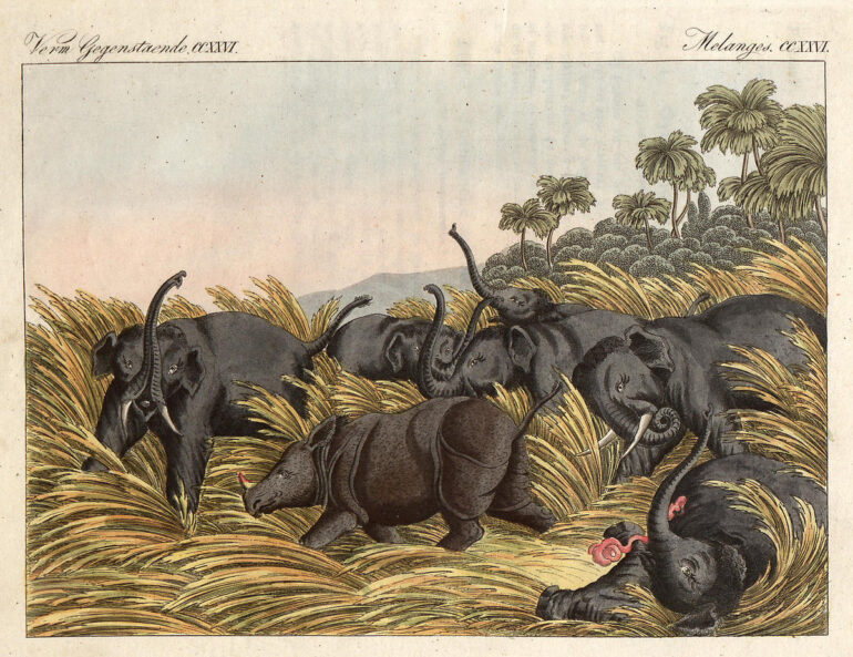 Bertuch 1816 Rhino attacked by elephants