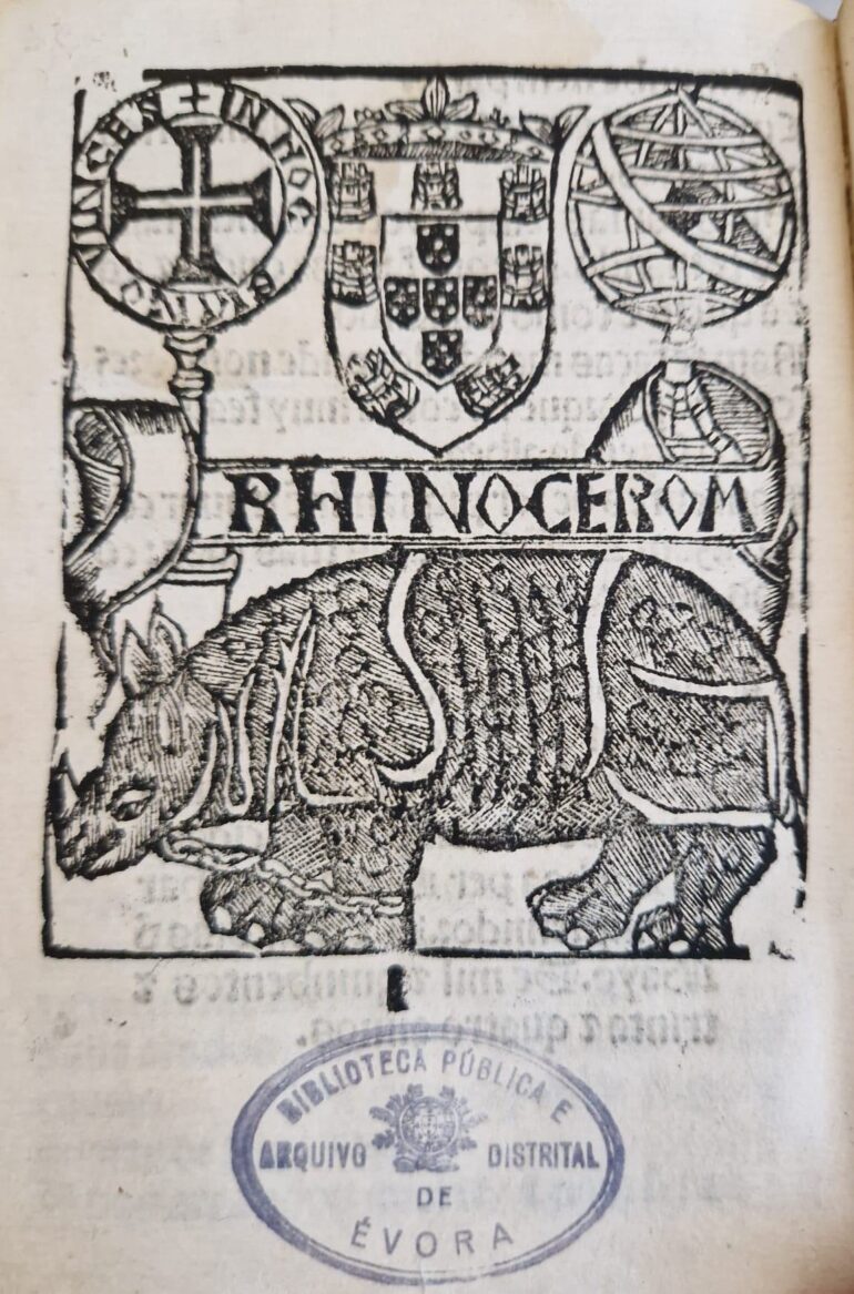 Rhinocerom 1534 Galharde