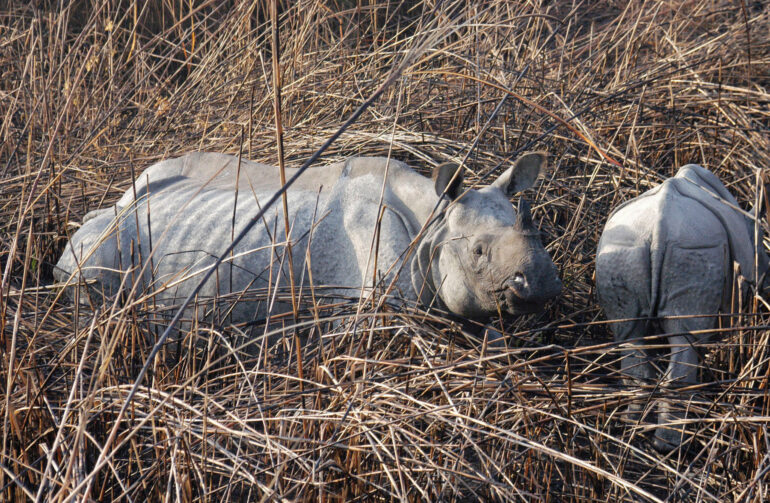 Kaziranga mother and calf