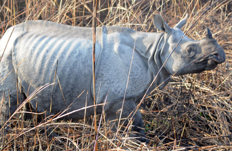 Indian rhino in Kaziranga