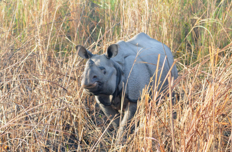 Rhino in grass