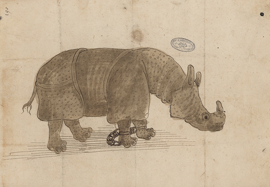 Shackled rhino of 16th century
