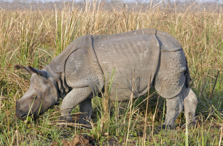 Young rhino in Manas NP