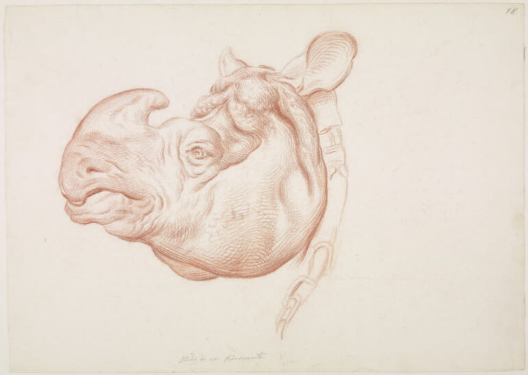 Sabatelli 1849 rhino head
