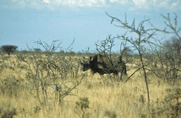 Etosha black rhino