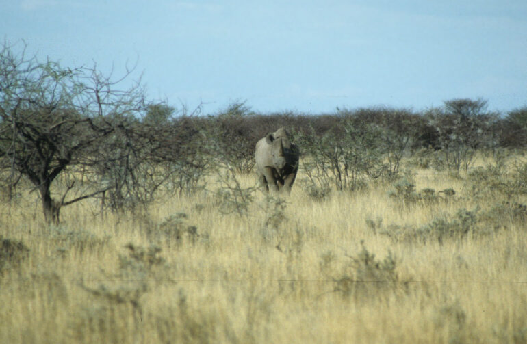 Etosha 1991 black rhino