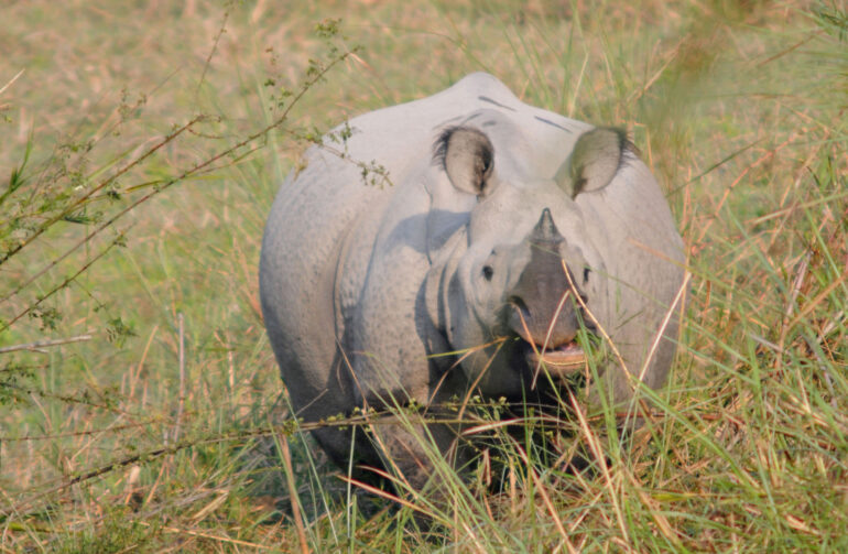 Rhino in Orang NP