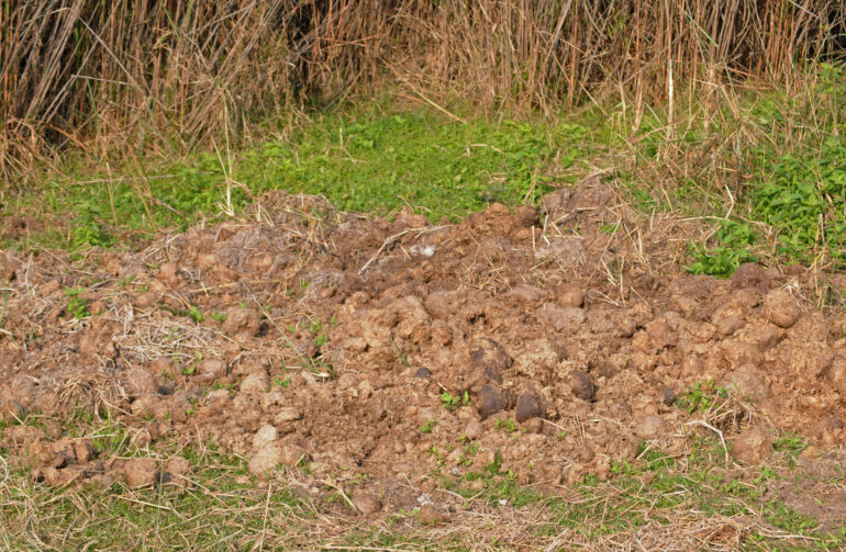 Rhino dung in Assam