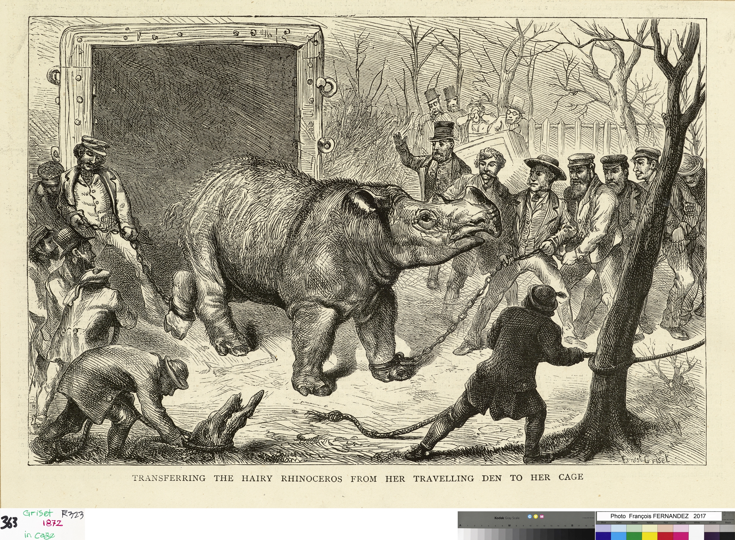 Begum 1872 arriving London