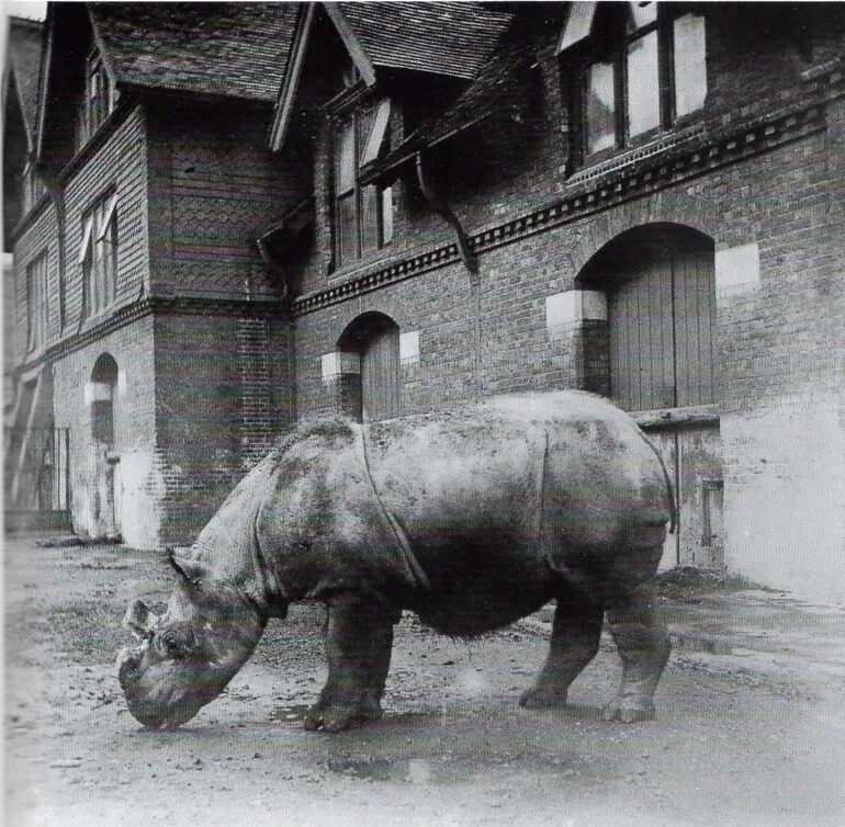 Sandland 1890 Begum