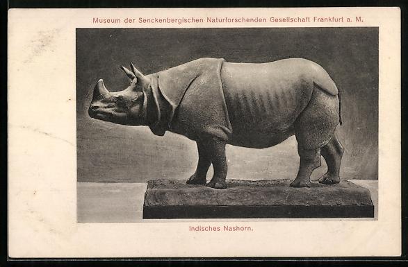 Indian rhino in Senckenberg