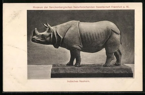 Indian rhino in Senckenberg