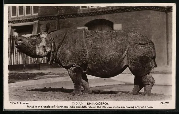 W&K Postcard from London Zoo