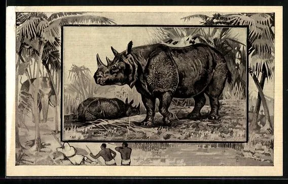 Rhinos in wallow