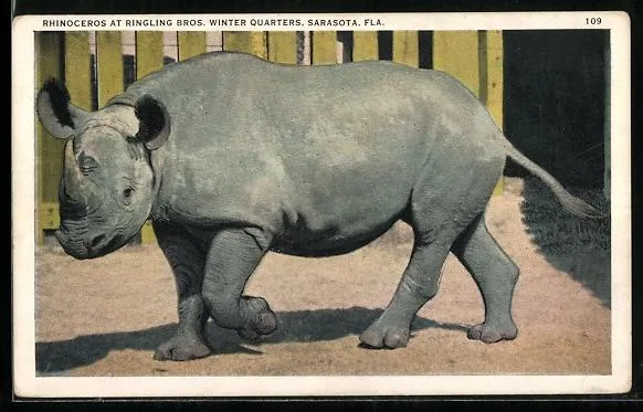 Ringling at Sarasota