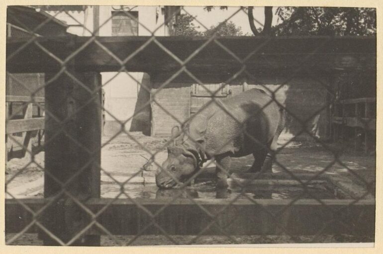 Hamburg 1933 Indian rhino