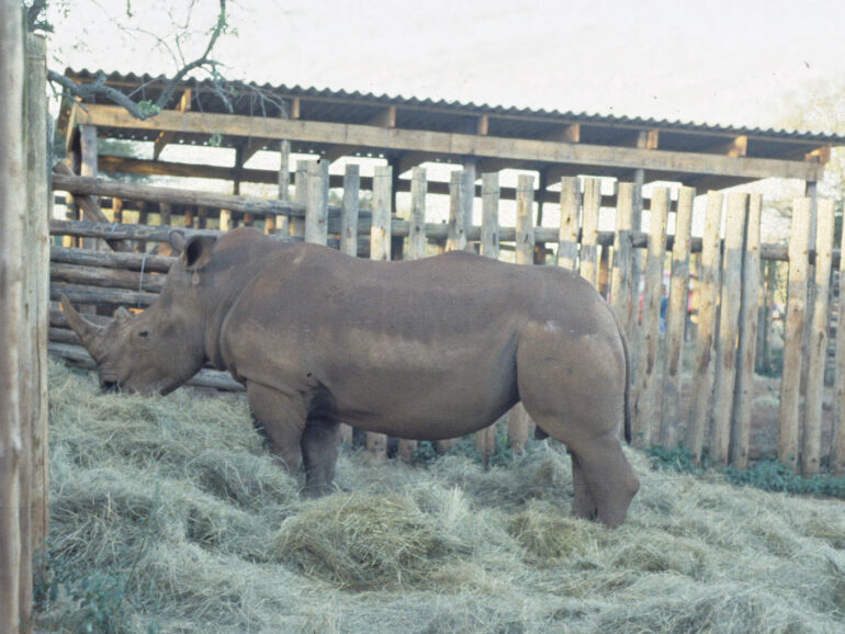 Young male white rhino