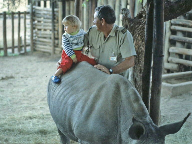 Tame rhino in Umfolozi
