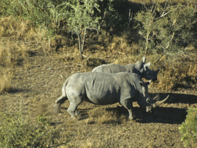 White rhino mother Skukuza
