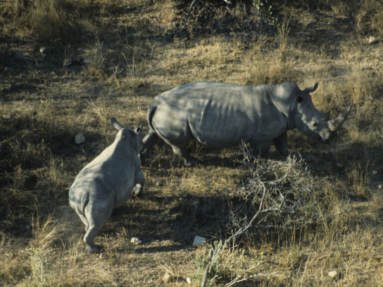 Kruger park white rhinos