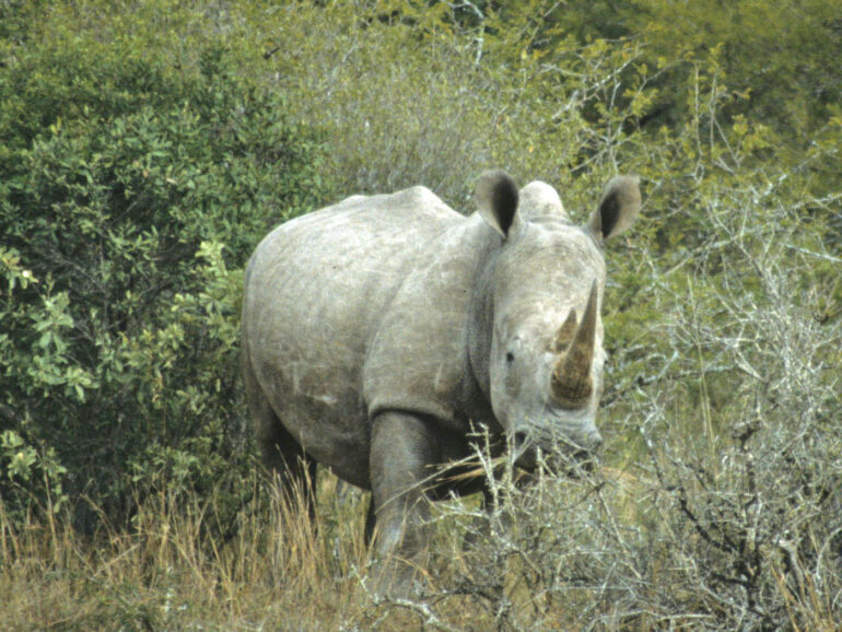 Ithala white rhino