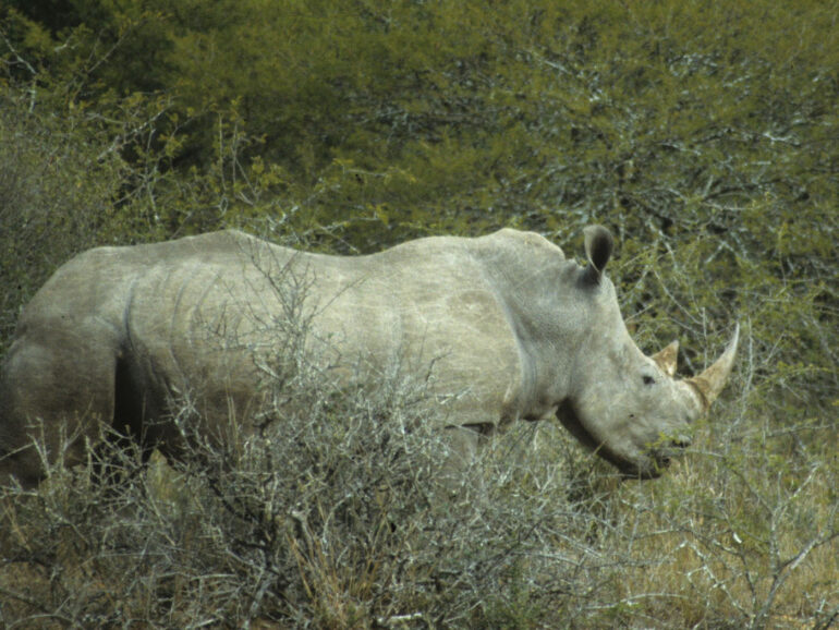White rhino in Ithala