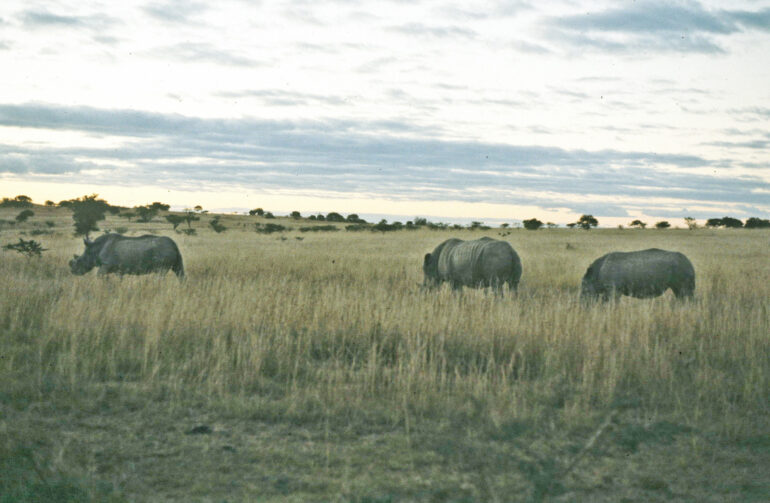 White rhino group