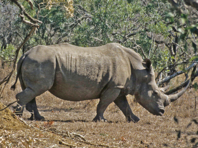 Hluhluwe white rhino