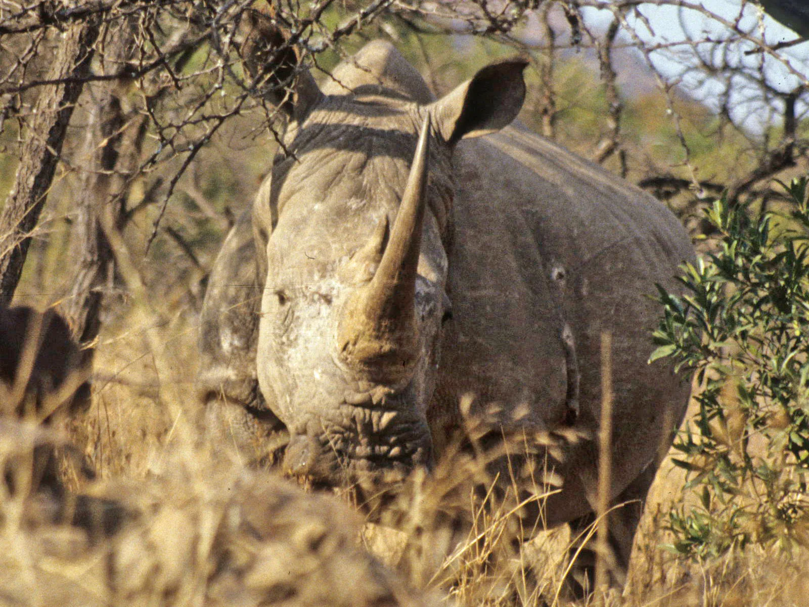 Thala white rhino