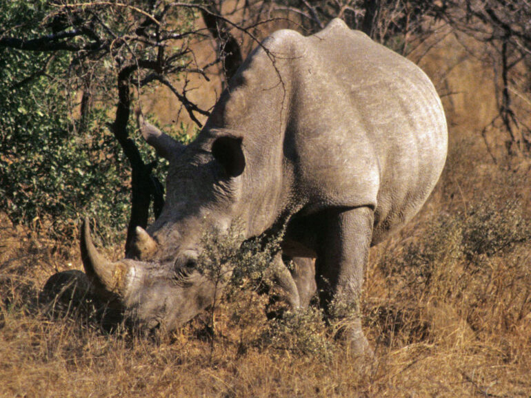 Ithala white rhino in bush