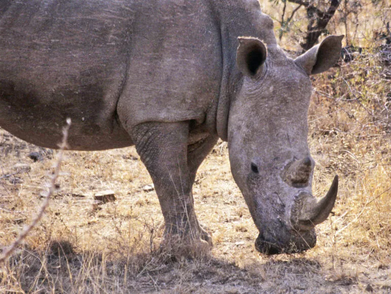 white rhino with wide lip — Rhino Resource Center