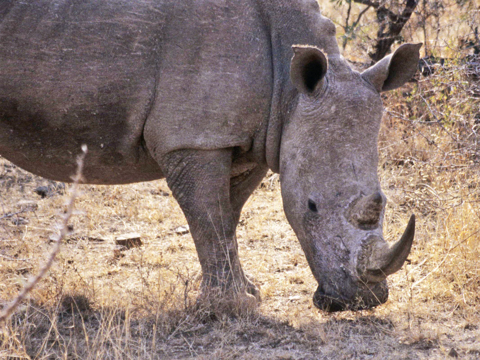 white rhino with wide lip