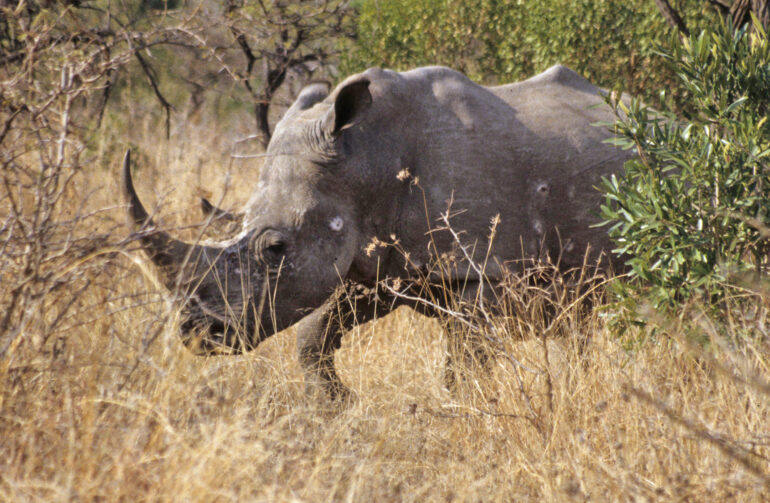 Ithala white rhino