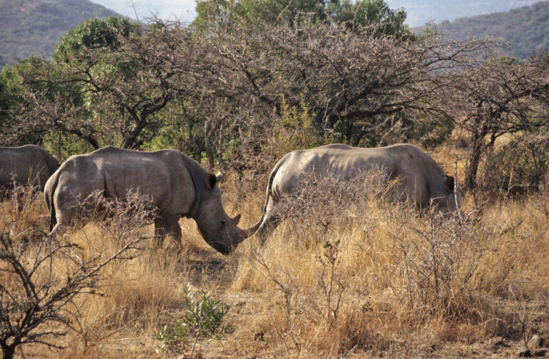 Nghubu 3 white rhino