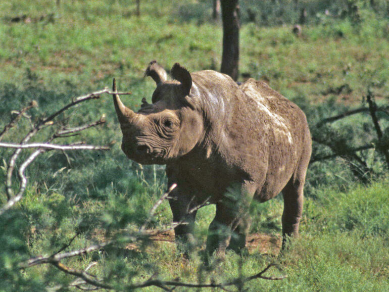 Potgietersrust black rhino
