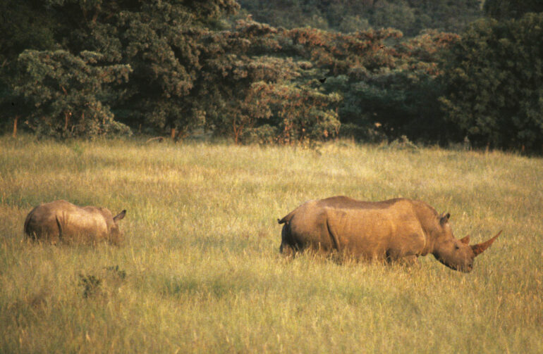 Mabula white rhino