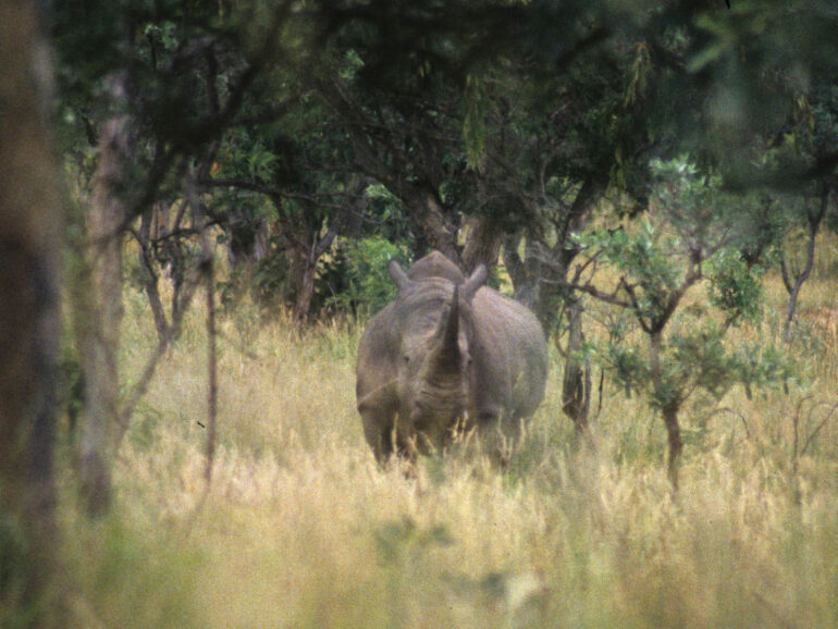 Kruger white rhino