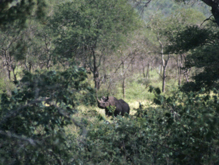 Kruger black rhino