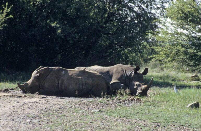 Christiana SA white rhino