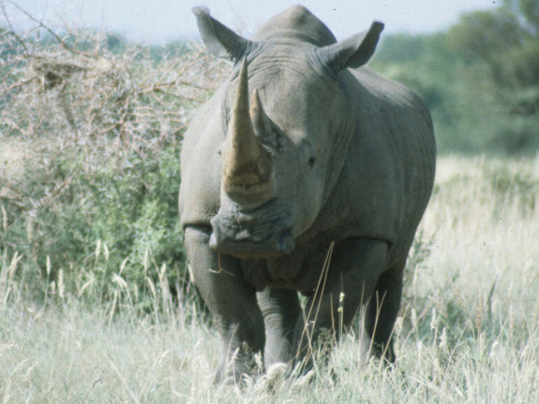 Christiana white rhino