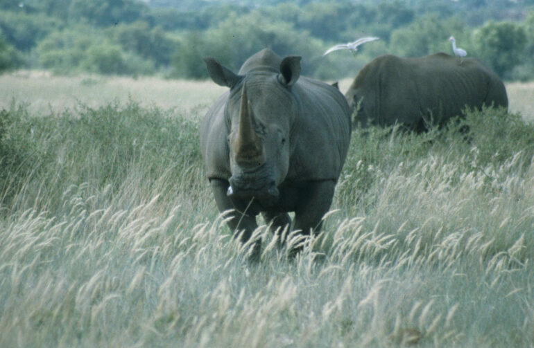 white rhino and egrets
