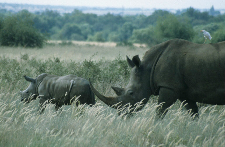 Christiana mother and calf