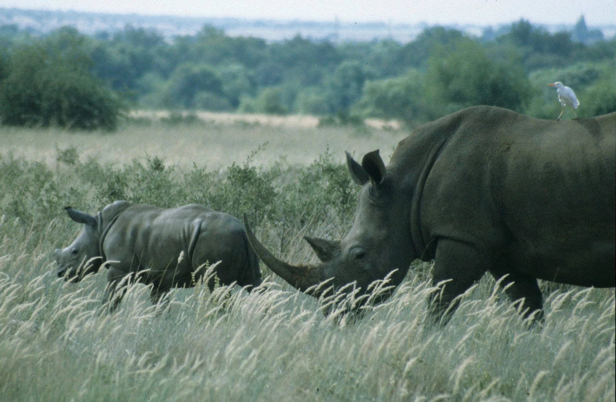 Christiana mother and calf